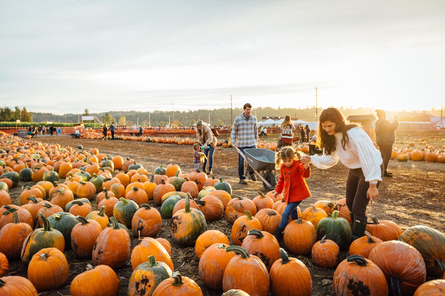 Carpinito pumpkin patch